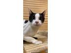 Adopt Jingles a White Domestic Shorthair / Domestic Shorthair / Mixed cat in