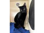 Adopt Wednesday IN FOSTER a All Black Domestic Shorthair / Mixed Breed (Medium)