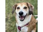Adopt Little Louise a White Beagle / Collie / Mixed dog in Itasca, IL (40051135)