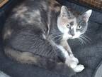 Adopt Princess a Calico or Dilute Calico Domestic Shorthair (short coat) cat in