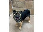 Adopt Gotham a Shepherd (Unknown Type) / Cattle Dog / Mixed dog in Fort Lupton