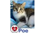 Adopt Poe a White (Mostly) Domestic Shorthair (short coat) cat in Hicksville