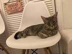 Adopt Smokey a Gray or Blue Domestic Shorthair (short coat) cat in Pinehurst