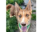 Adopt Sam a Red/Golden/Orange/Chestnut - with White Siberian Husky / Border