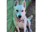 Adopt Jed a Gray/Silver/Salt & Pepper - with White Siberian Husky / German