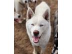 Adopt Casper a White Siberian Husky / Mixed dog in modesto, CA (40048243)