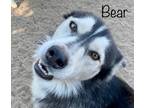 Adopt Bear a Black - with White Siberian Husky / Mixed dog in modesto