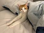 Adopt Nacho a Orange or Red Tabby Domestic Shorthair / Mixed (short coat) cat in