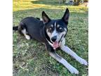Adopt Winnie a Black - with White Husky / Mixed dog in San Diego, CA (39214264)