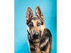 Adopt Jax a Black German Shepherd Dog / Mixed Breed (Medium) / Mixed (short