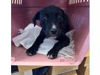 Adopt Burba-IN FOSTER - ADOPTED a Black Mixed Breed (Medium) / Mixed dog in