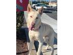 Adopt ASTRO a Tan/Yellow/Fawn German Shepherd Dog / Husky / Mixed dog in