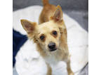 Adopt Simba a Tan/Yellow/Fawn Terrier (Unknown Type, Small) / Mixed dog in
