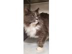 Adopt Buddy a Gray or Blue Domestic Mediumhair / Domestic Shorthair / Mixed cat