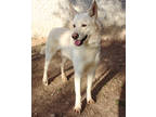 Adopt Constantine K7 10-10-23 a White Shepherd (Unknown Type) / Mixed Breed