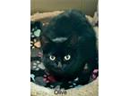 Adopt 6001 (Olive) a All Black Domestic Shorthair / Mixed (short coat) cat in