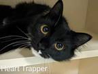 Adopt Heart Trapper a Domestic Mediumhair / Mixed cat in Portsmouth