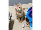 Adopt Rusty a Orange or Red Tabby Domestic Shorthair (short coat) cat in