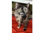 Adopt Oakleigh a Brown or Chocolate Domestic Mediumhair (medium coat) cat in
