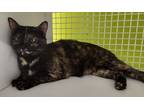 Adopt Eliza a Tortoiseshell Domestic Shorthair (short coat) cat in Houston