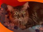 Adopt Heidi a Domestic Longhair / Mixed (long coat) cat in Grand Junction