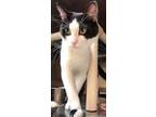 Adopt Domino Jr. a Domestic Shorthair / Mixed (short coat) cat in Grand