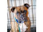 Adopt ROOFUS a Brindle Boxer / Mixed dog in Kuna, ID (40030559)