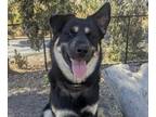 Adopt Nash a Black - with Tan, Yellow or Fawn German Shepherd Dog / Mixed dog in