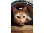 Adopt Zach a Orange or Red Domestic Shorthair (short coat) cat in Phila