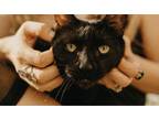 Adopt Kovu a All Black Domestic Shorthair (short coat) cat in Carmichael