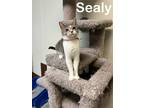 Adopt Sealy a Gray or Blue Domestic Shorthair / Mixed Breed (Medium) / Mixed