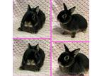 Adopt Salem a Black Netherland Dwarf / Mixed (short coat) rabbit in West Palm