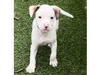 Adopt Cillian Murphy a White - with Brown or Chocolate Pit Bull Terrier / Mixed