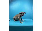Adopt Ramona a Brown/Chocolate Canaan Dog / Mixed dog in Morton Grove