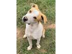 Adopt Bosco a Tan/Yellow/Fawn - with White Pit Bull Terrier / Mixed Breed