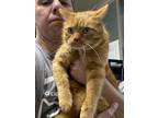 Adopt Petey a Orange or Red Domestic Shorthair / Domestic Shorthair / Mixed cat