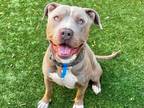 Adopt Foster or Adopt me! a Tan/Yellow/Fawn - with White Pit Bull Terrier /