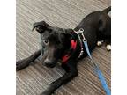 Adopt Fir a Mixed Breed (Medium) / Mixed dog in Rancho Santa Fe, CA (39864417)