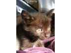 Adopt Angus a All Black Domestic Shorthair / Mixed (short coat) cat in Ocala