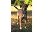 Adopt Nora a Tricolor (Tan/Brown & Black & White) German Shepherd Dog /