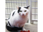 Adopt Safa a White Domestic Shorthair / Domestic Shorthair / Mixed cat in