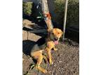 Adopt SADIE a Tan/Yellow/Fawn Shepherd (Unknown Type) / Mixed dog in Huntington