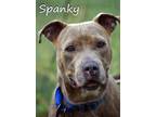 Adopt Spanky a Brindle Pit Bull Terrier / Mixed dog in Mamou, LA (40009677)