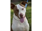 Adopt Val a Brown/Chocolate - with White Pit Bull Terrier / Mixed dog in Mamou