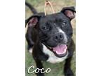 Adopt Coco a Black - with White Pit Bull Terrier / Mixed dog in Mamou