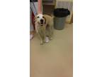 Adopt Leroy a Tan/Yellow/Fawn Labrador Retriever / Mixed dog in Fond du Lac