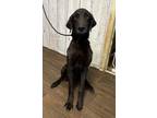 Adopt Niko a Black Labrador Retriever dog in Opelousas, LA (40016389)