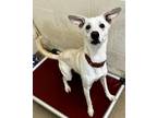 Adopt Casper a Labrador Retriever / Husky / Mixed dog in Tiffin, OH (39933863)