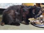 Adopt Mikey a Domestic Shorthair / Mixed (short coat) cat in North Chili