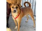 Adopt Brownie a Mixed Breed (Medium) / Mixed dog in Killen, AL (40015766)